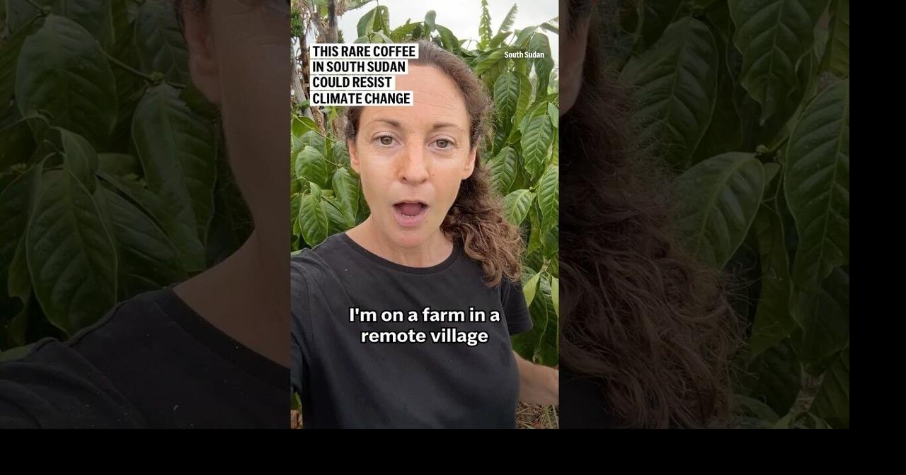 This rare coffee in South Sudan could resist climate change