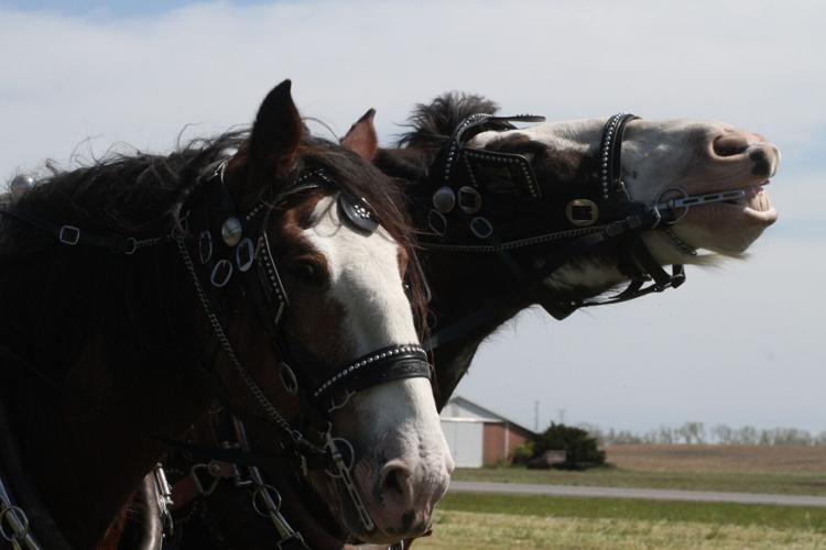 The old-school way to plow a field | News | shorelinemedia.net