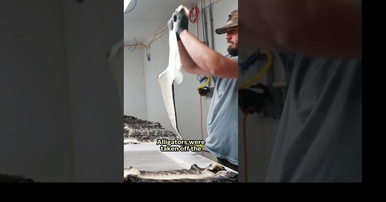 Louisiana's alligator farms mix capitalism with conservation