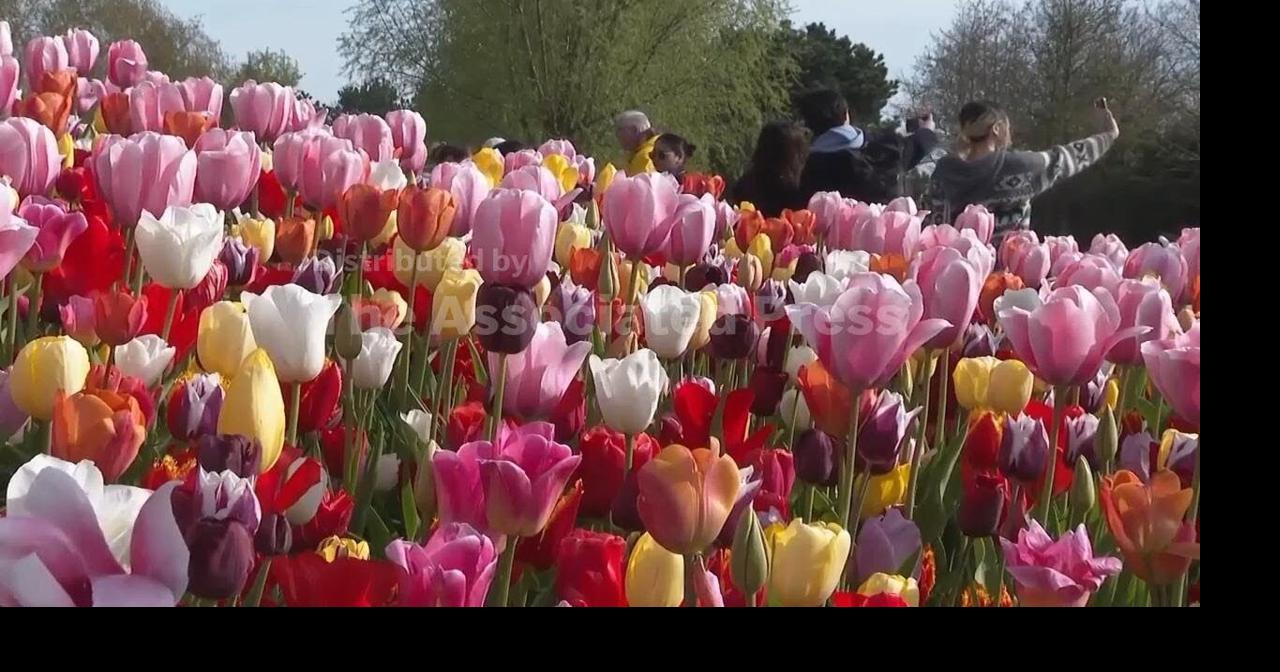 Seven million tulips bloom at Keukenhof garden in Netherlands