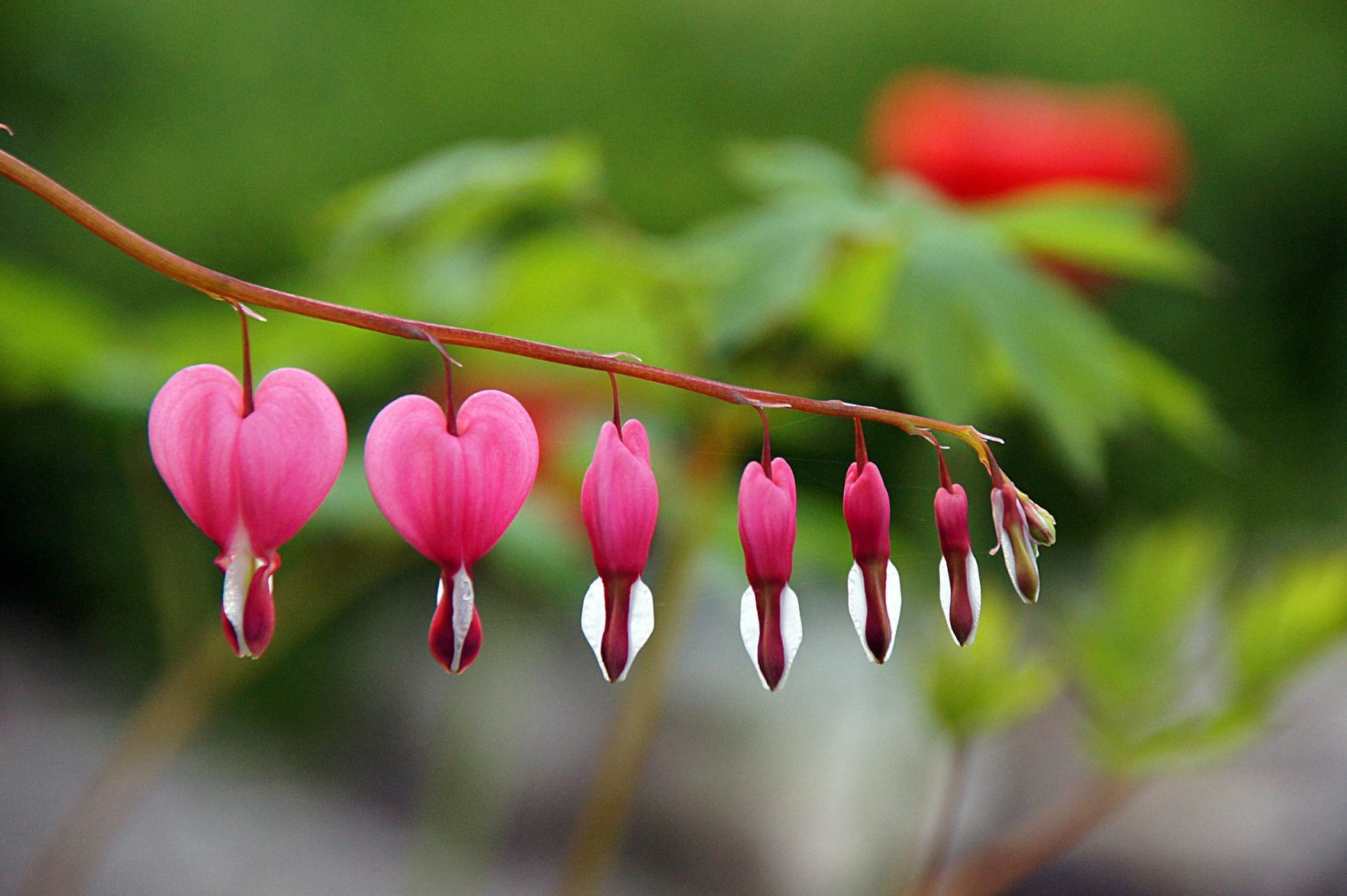 Bleeding heart plant toxic best sale to dogs