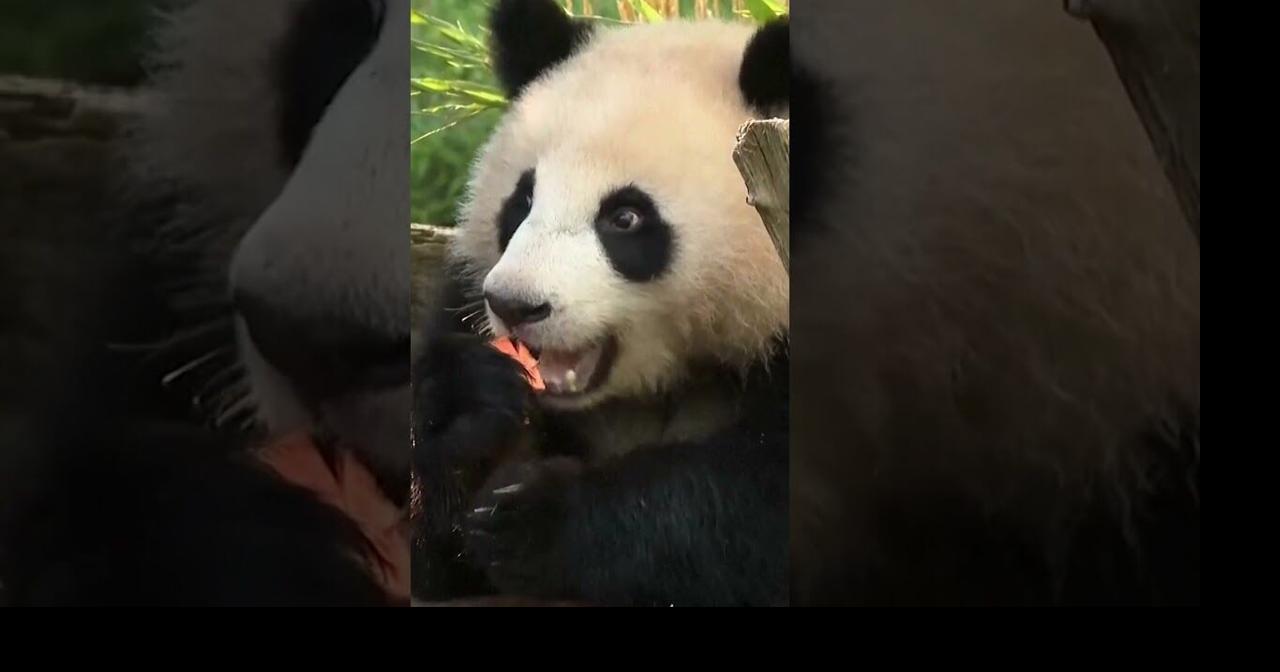 Berlin Zoo's giant panda twins celebrate second birthday with ice cake
