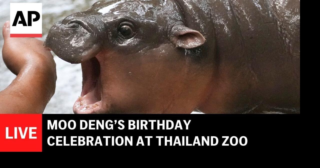 LIVE: Baby hippo Moo Deng’s birthday at Thailand zoo