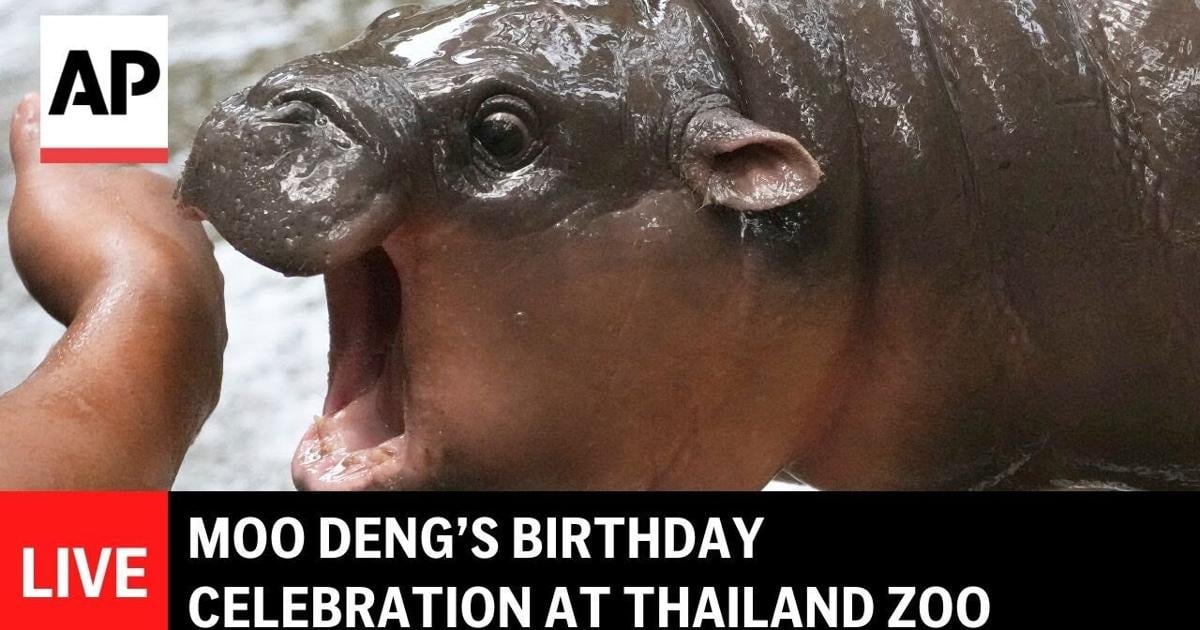 LIVE: Baby hippo Moo Deng’s birthday at Thailand zoo
