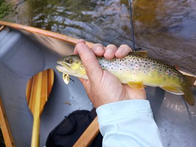BROWN TROUT