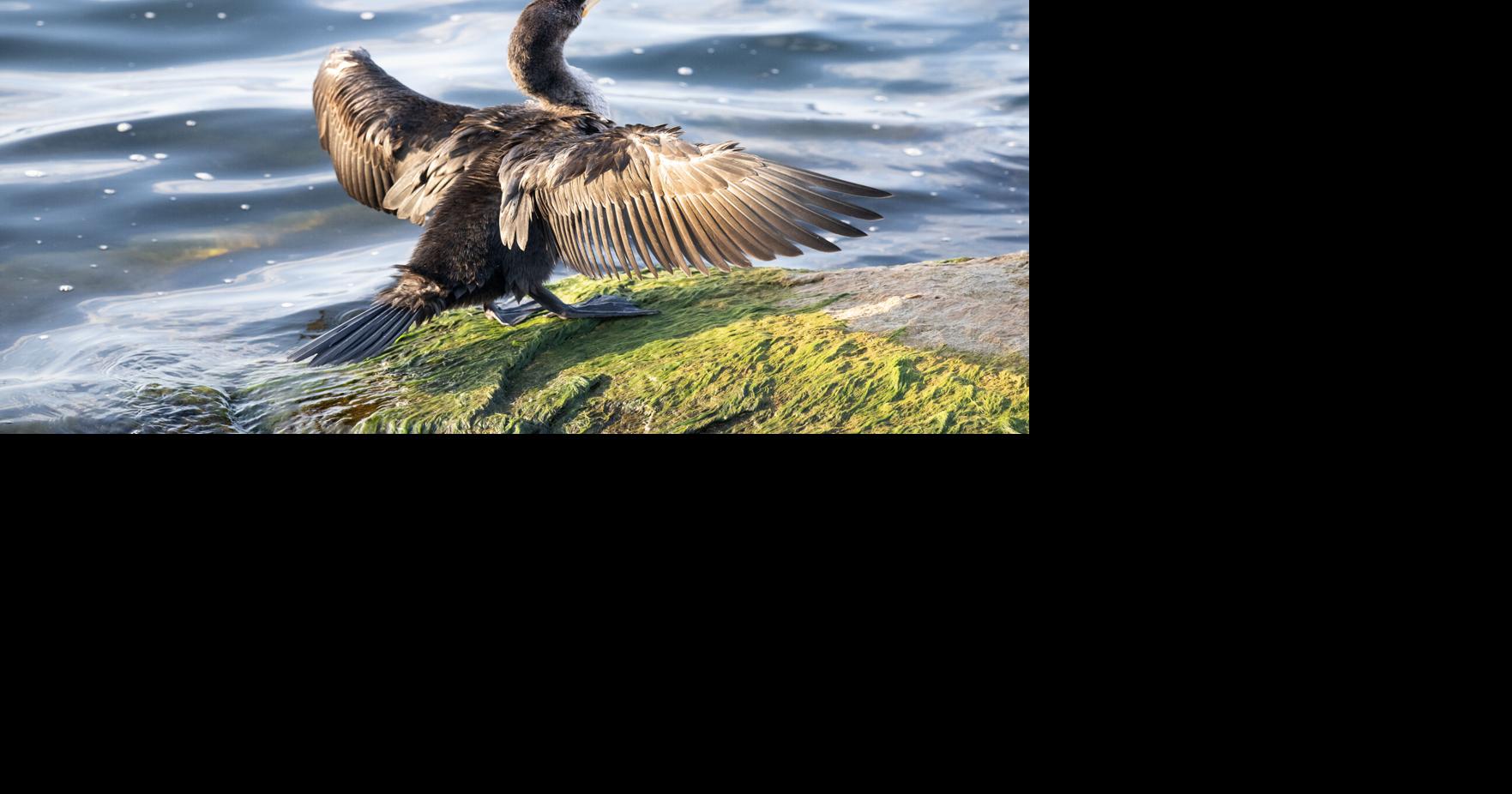 Federally protected birds migrating along lakeshore | News ...