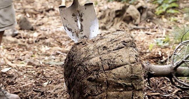 Applications open for community tree planting grants - Vimarsana News