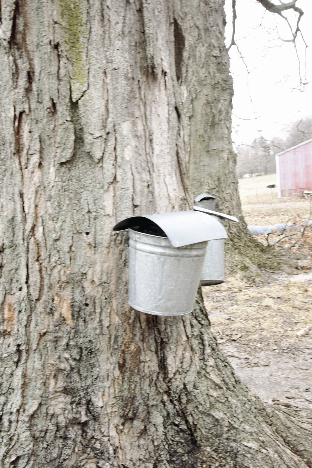 Secrets at Maple Syrup Farm by Rebecca Raisin