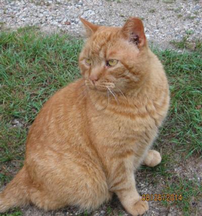 Sunday Is National Feral Cat Day News Shorelinemedia Net