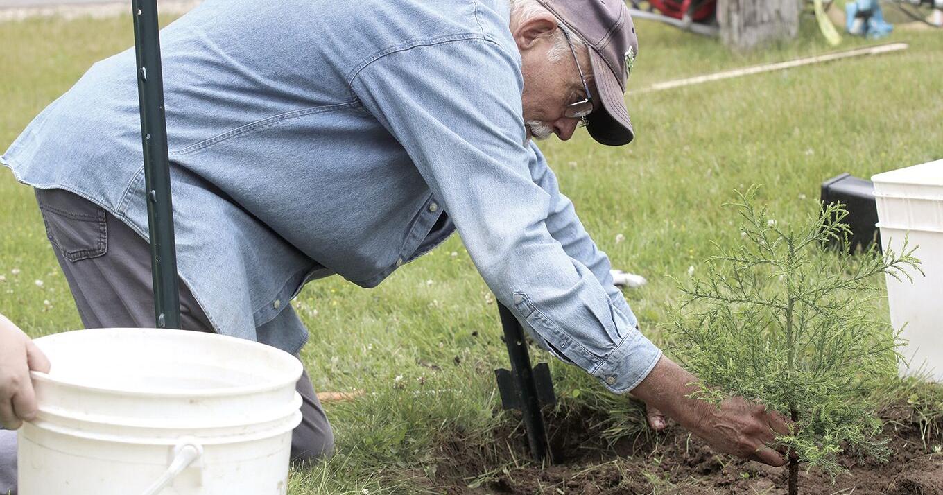 Montague resident plants sequoia trees around city as part of volunteer work - Vimarsana News