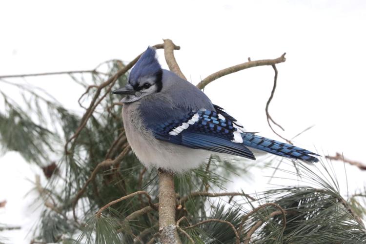 Boisterous Blue Jays Flock in Winter - NH Charitable Foundation