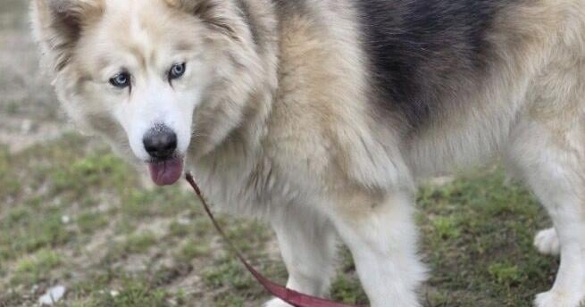 Pet of the Week