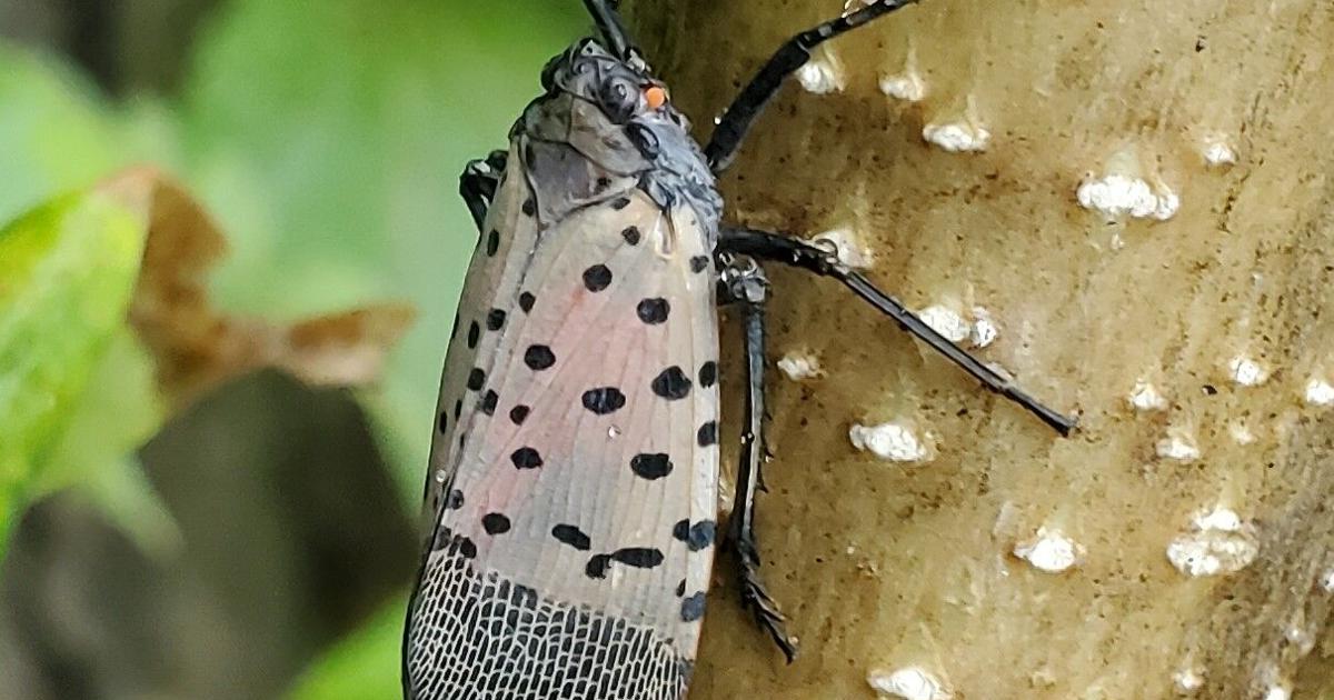 Michigan Digging Insect DNR: Protection of Michigan’s woods and waters starts with you | News ...