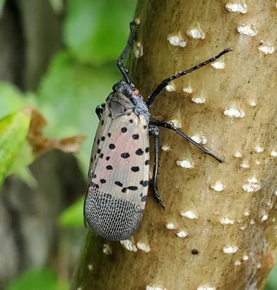 DNR: Protection of Michigan’s woods and waters starts with you | News ...