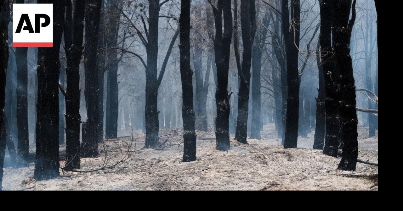 Wildfires in south Argentina rip through nearly 12,000 hectares of forest
