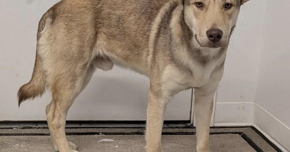 Pet of the week Luke | News