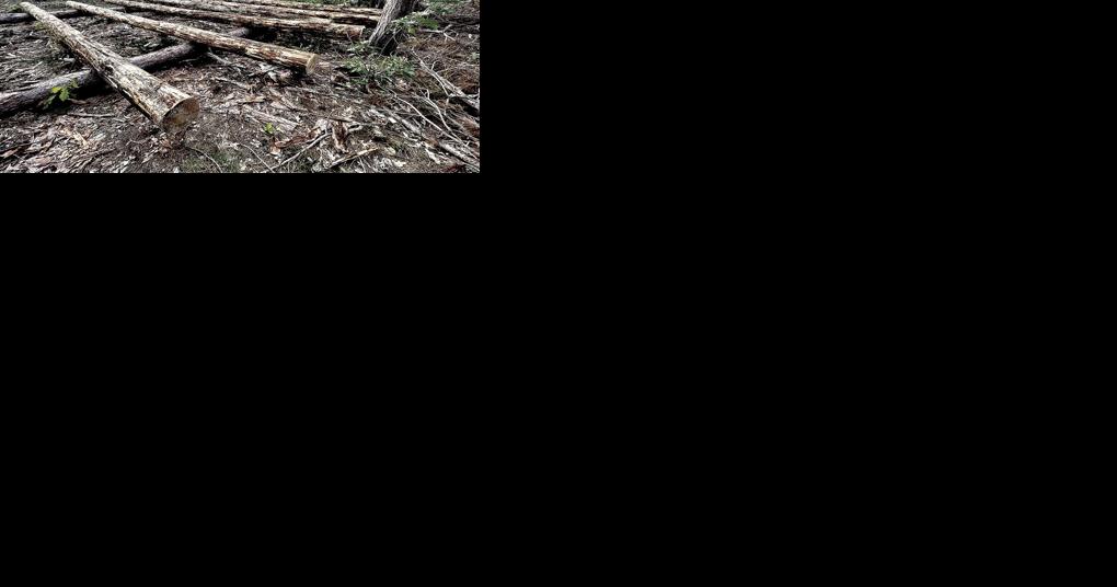 Friends of Fruitland Twp. Trails await permit for bridge construction in Duck Creek - Vimarsana News