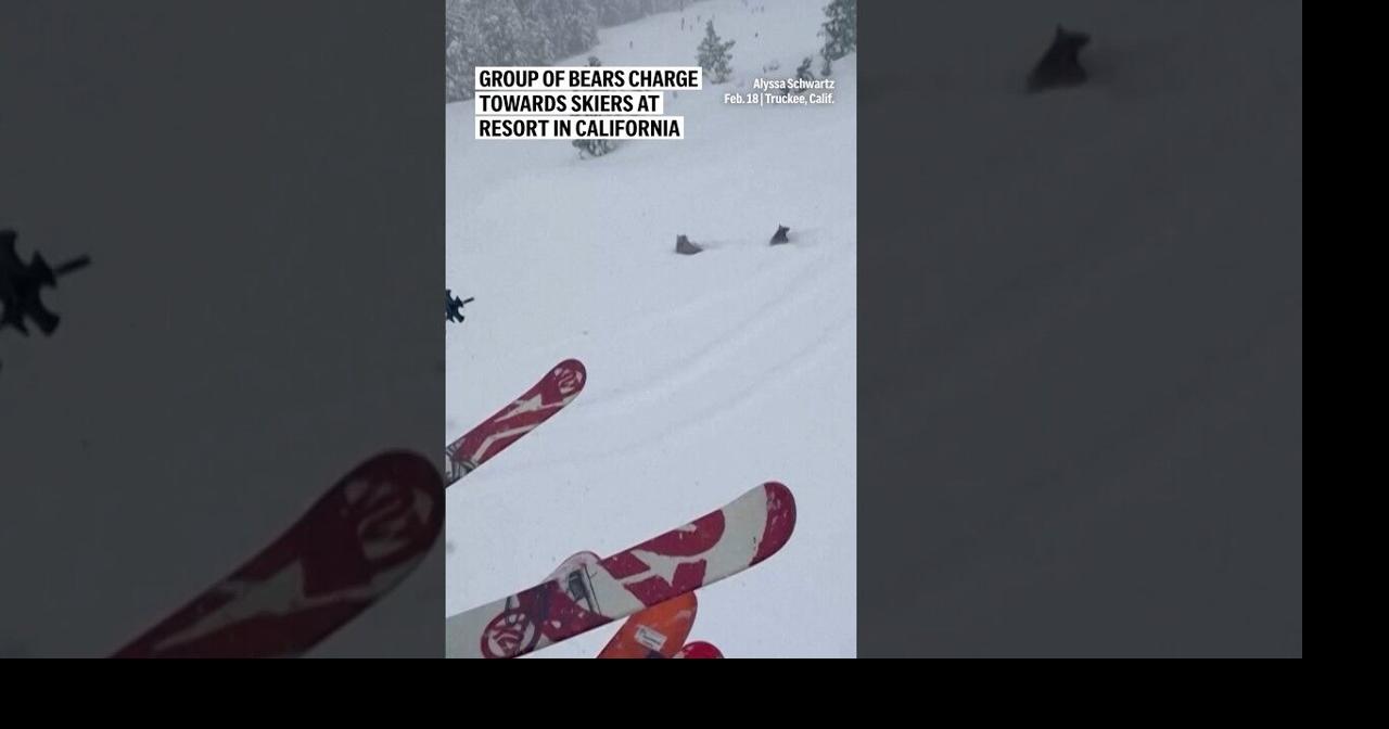 Group of bears charge towards skiers at resort in California