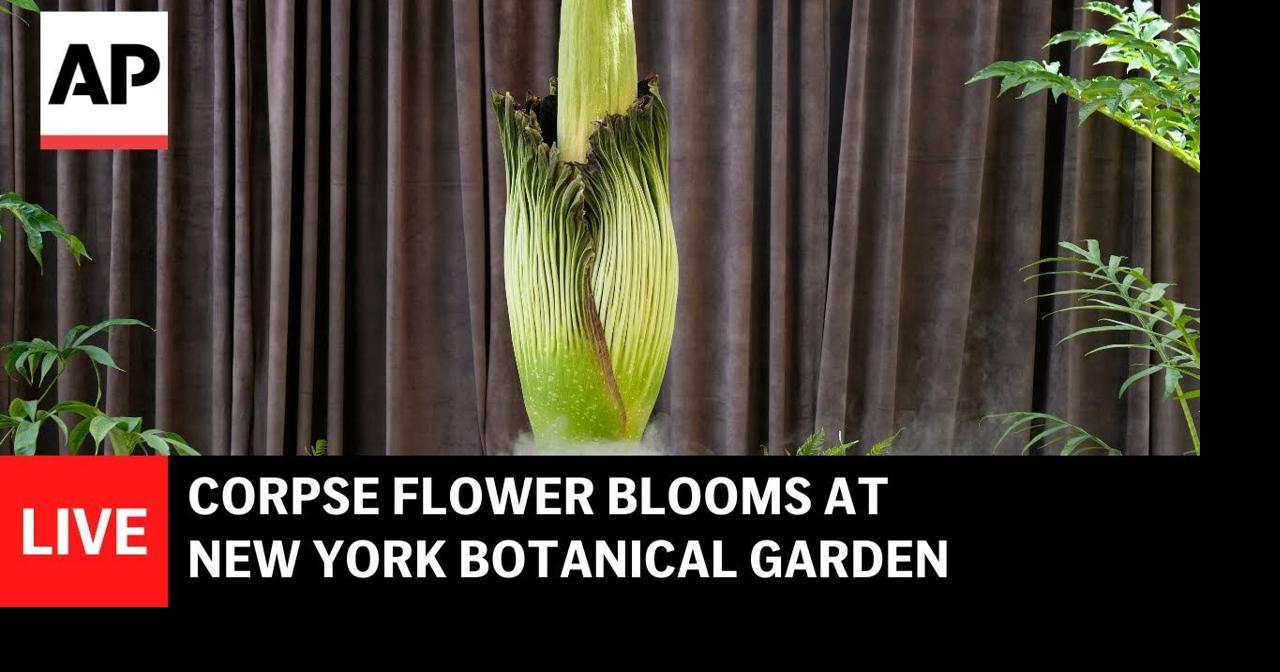 LIVE: Corpse flower blooms at New York Botanical Garden | Videos ...