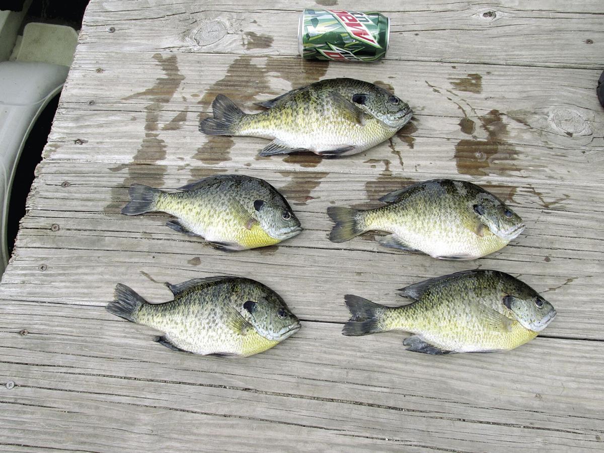 MULHERIN: Spring panfish; Finding, catching spring bluegills, crappies, Sports
