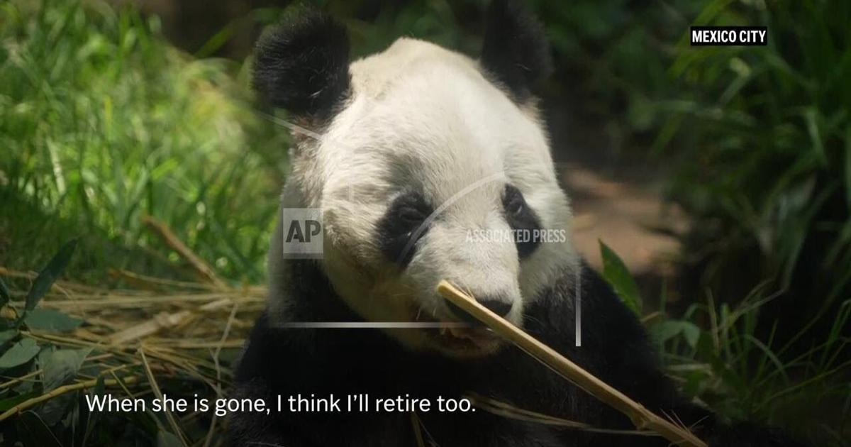 Meet Mexico’s Xin Xin, the last panda on earth not owned by China