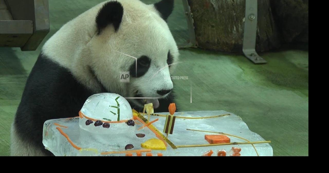 Taipei zoo's giant panda Yuanbao celebrates her 5th birthday with an ice cake