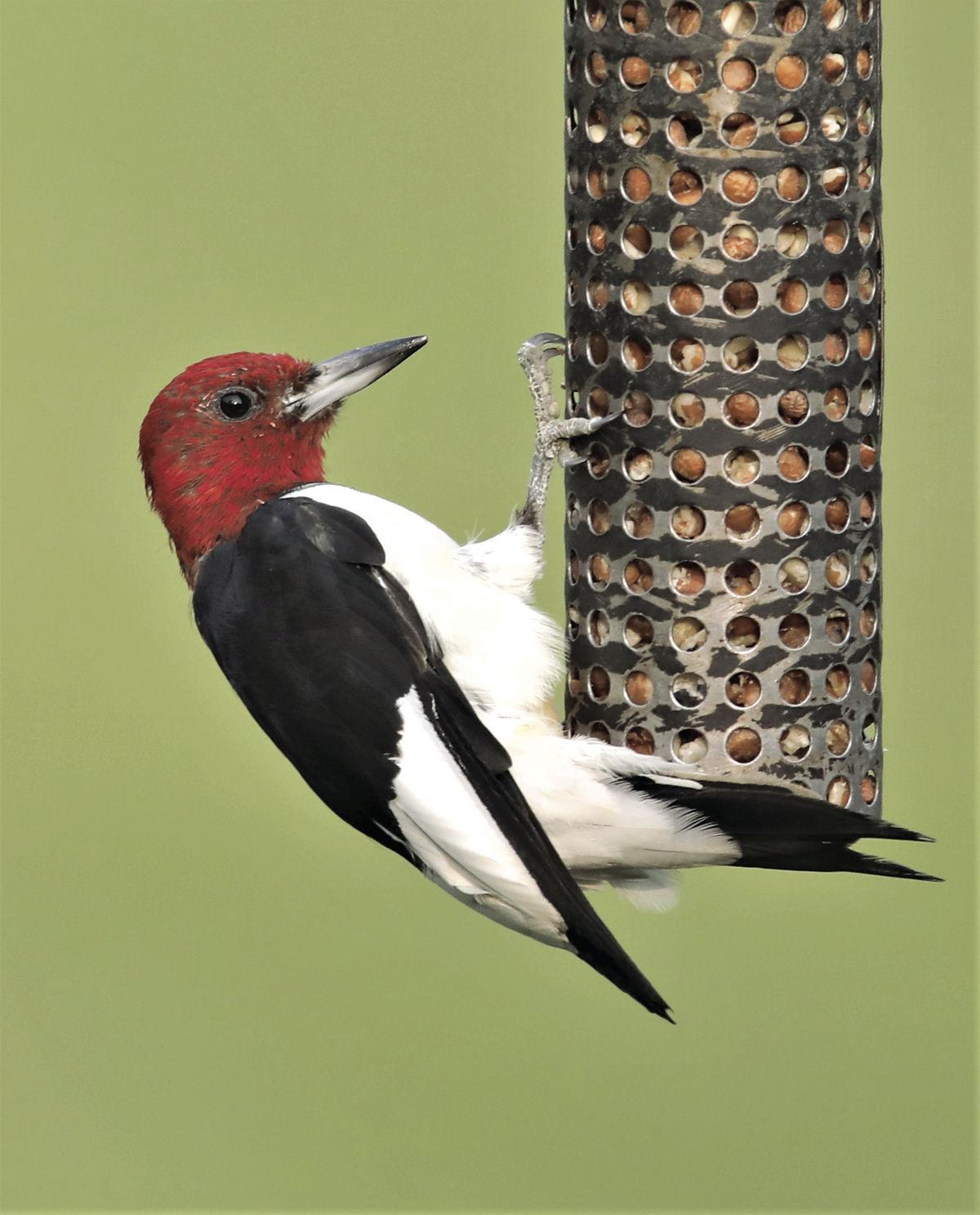 Red Headed Woodpecker Bird Feeder The Natural World Red Headed Woodpecker Our Patriotic Woodpecker News Shorelinemedia Net red headed woodpecker