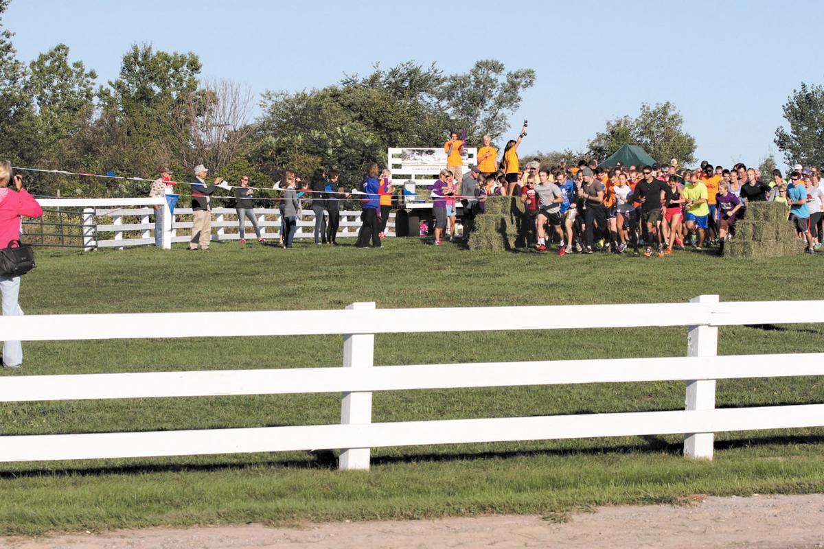 p-a.cow run 1.jpg