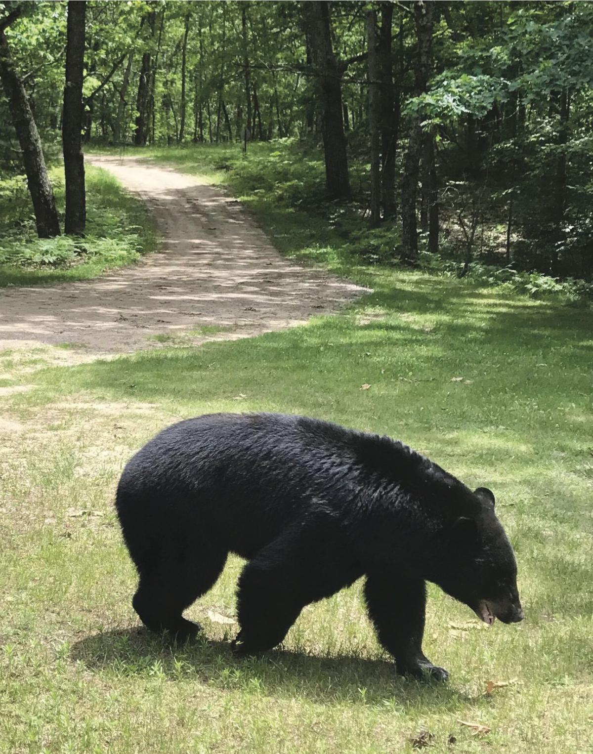 Bear spotted in Carr Settlement Ludington Daily News