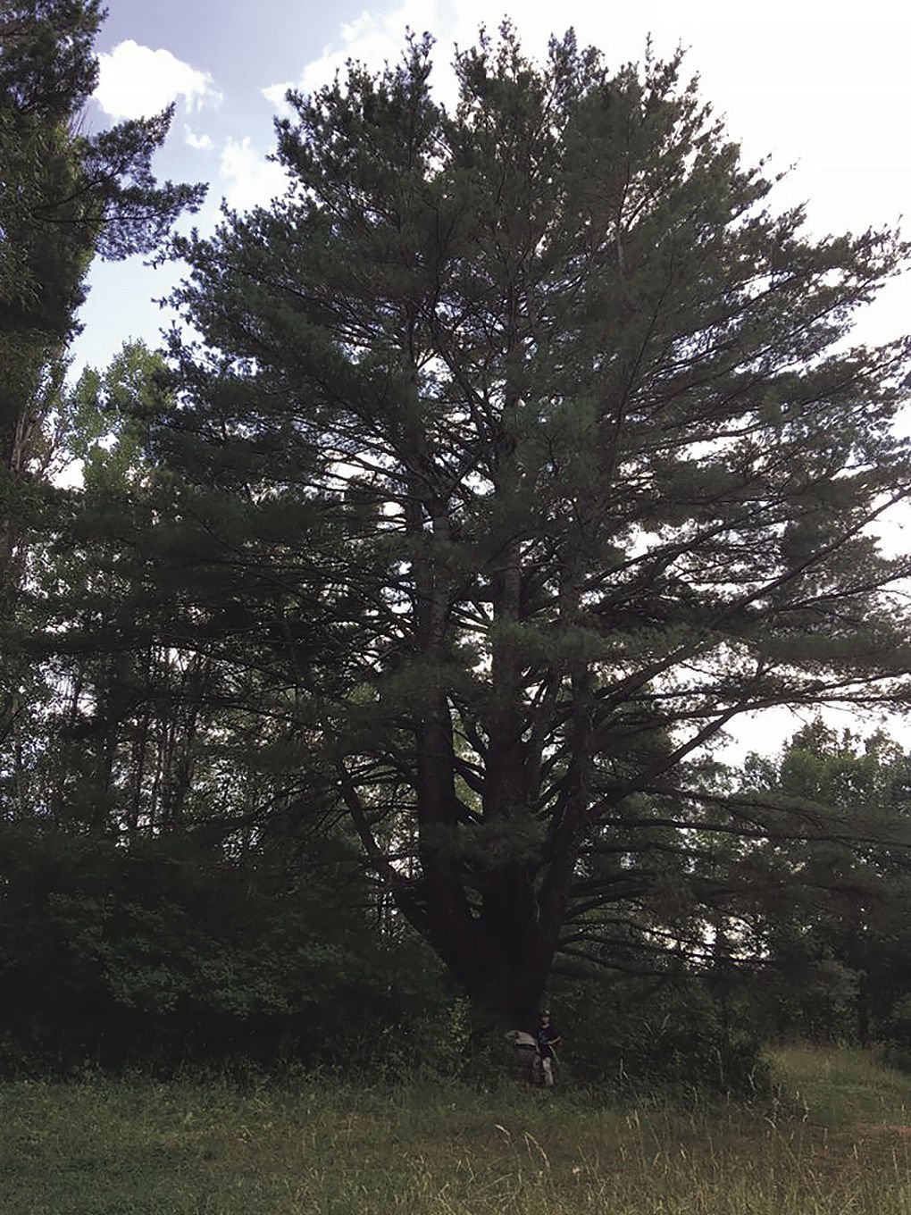 Michigan’s Big Tree Hunt | News | shorelinemedia.net