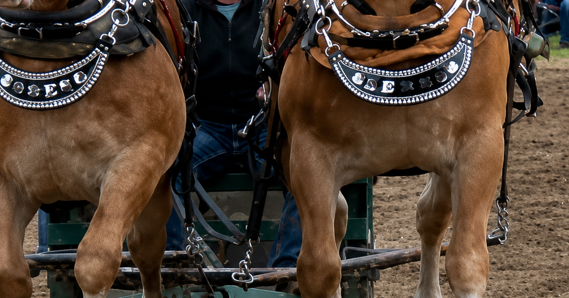 Where tradition pulls together: Fountain Horse Pull celebrates heritage and community
