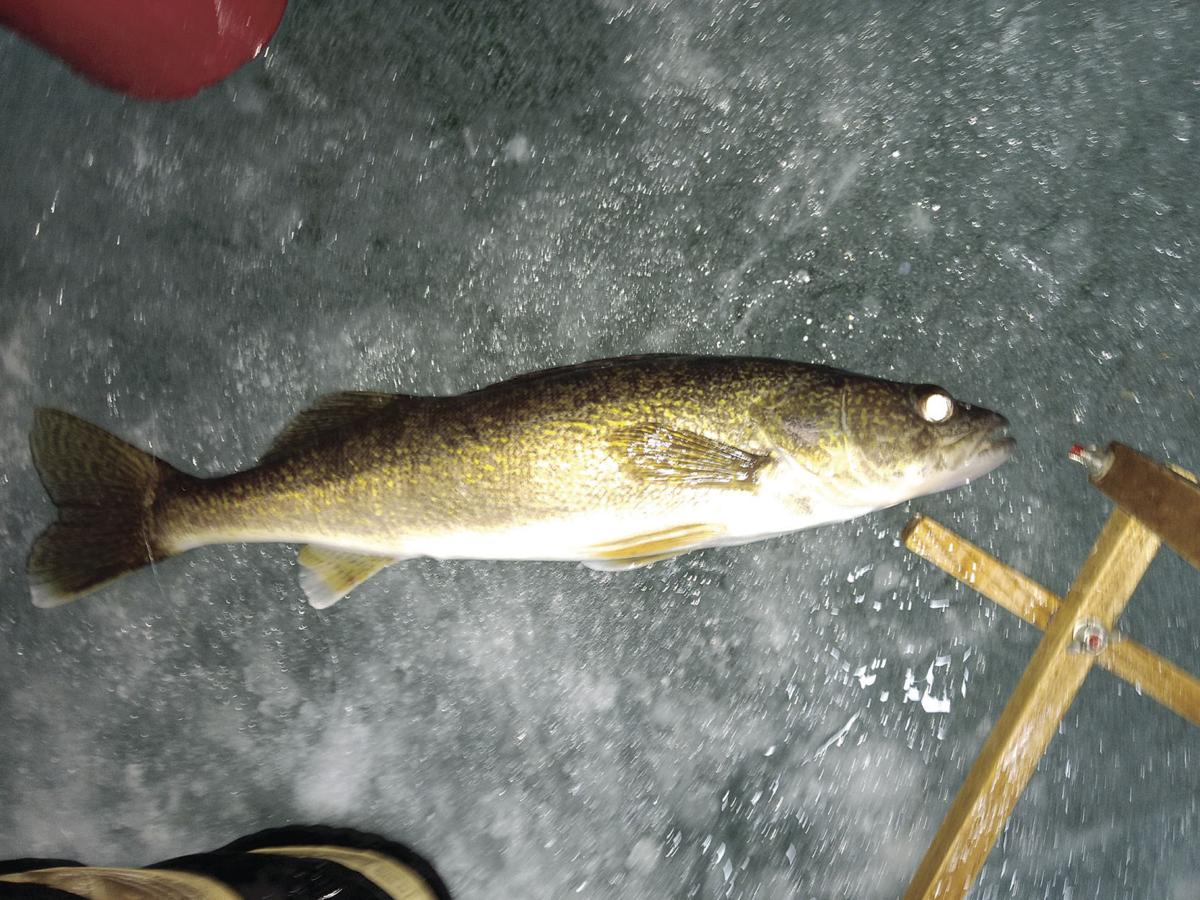 Deadsticking for walleyes while ice fishing is very effective if done right!