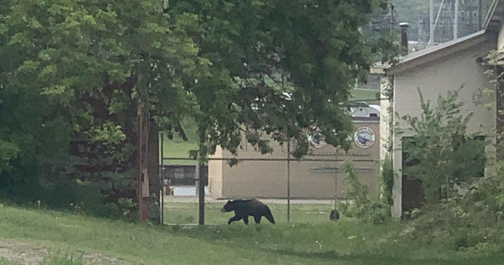 A bear in the pines - Vimarsana News
