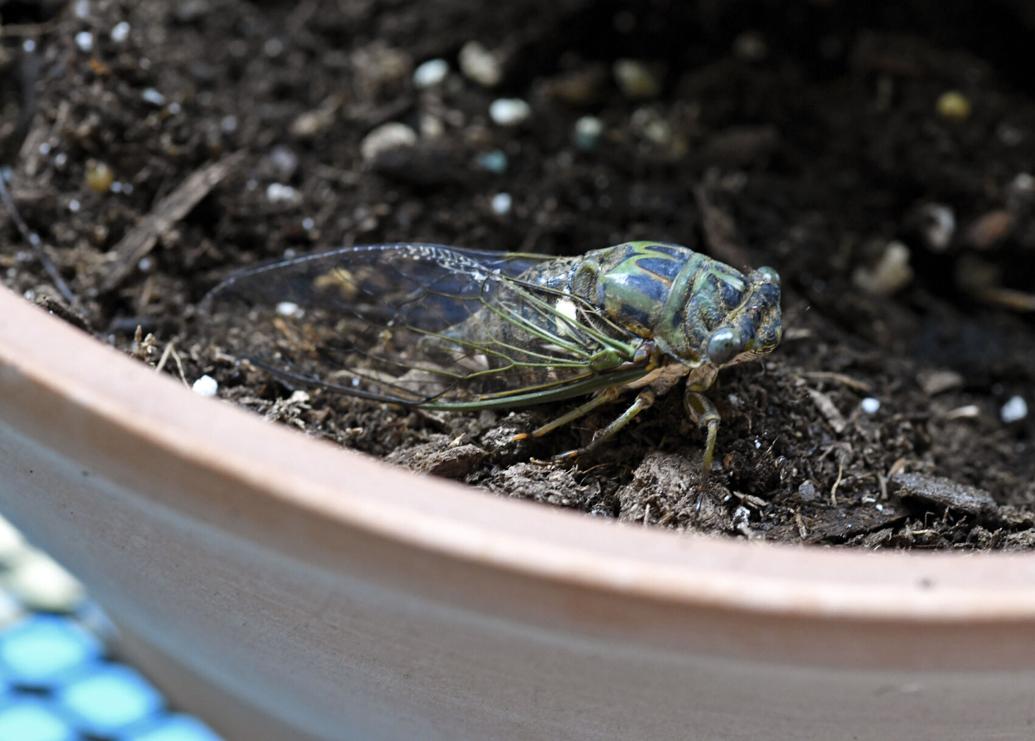 Rare cicadas are coming to north Louisiana in 2024 News