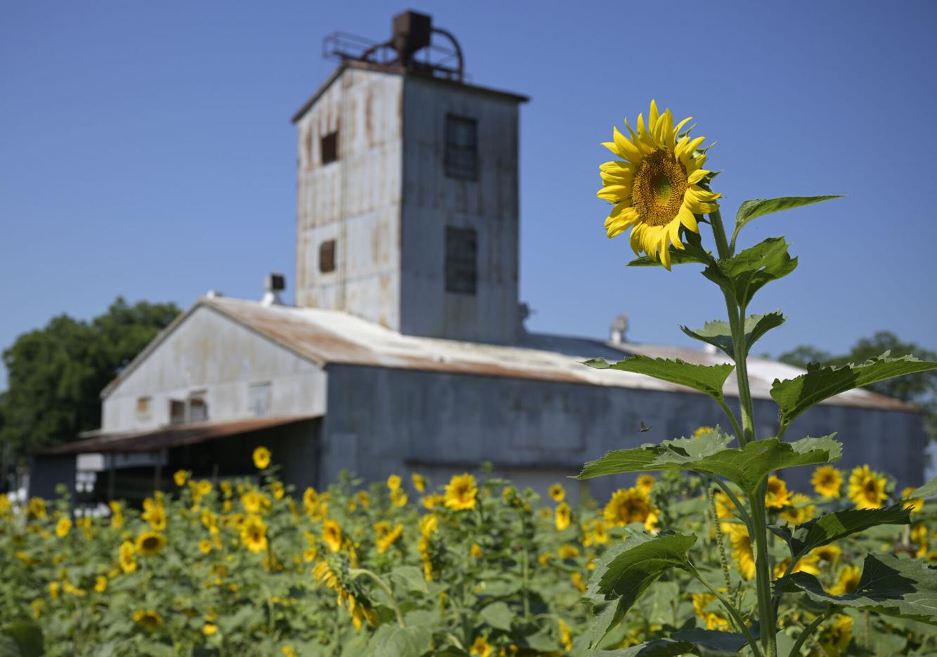 Photos Sunflower Festival held in Gilliam, Trail in bloom Food