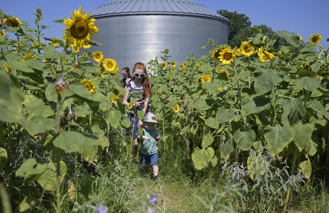 Photos Sunflower Festival held in Gilliam, Trail in bloom Food