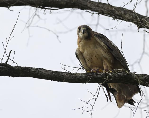 A day in the life of a north Louisiana falconer Food & Entertainment