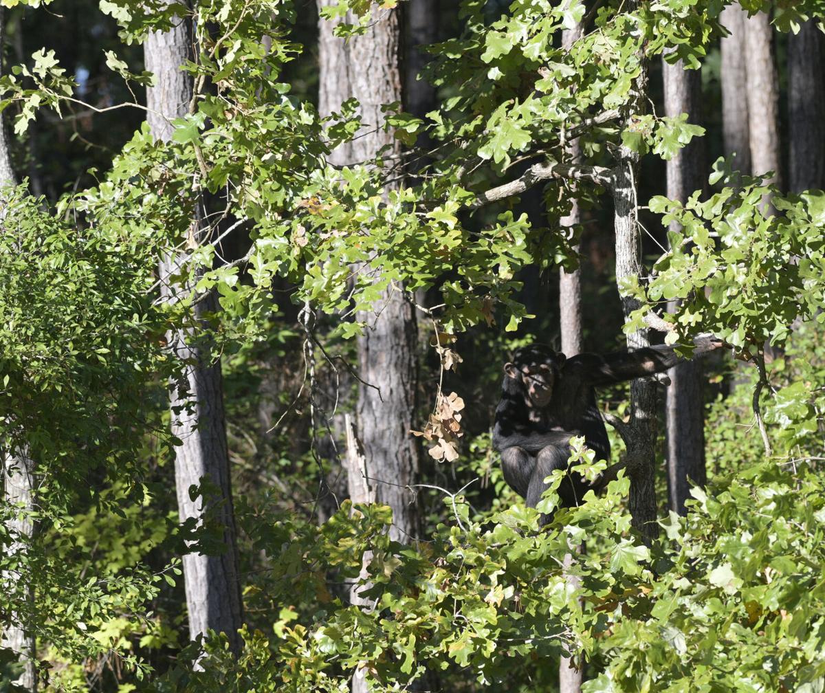 Northwest Louisiana is home to largest chimp sanctuary | Food ...