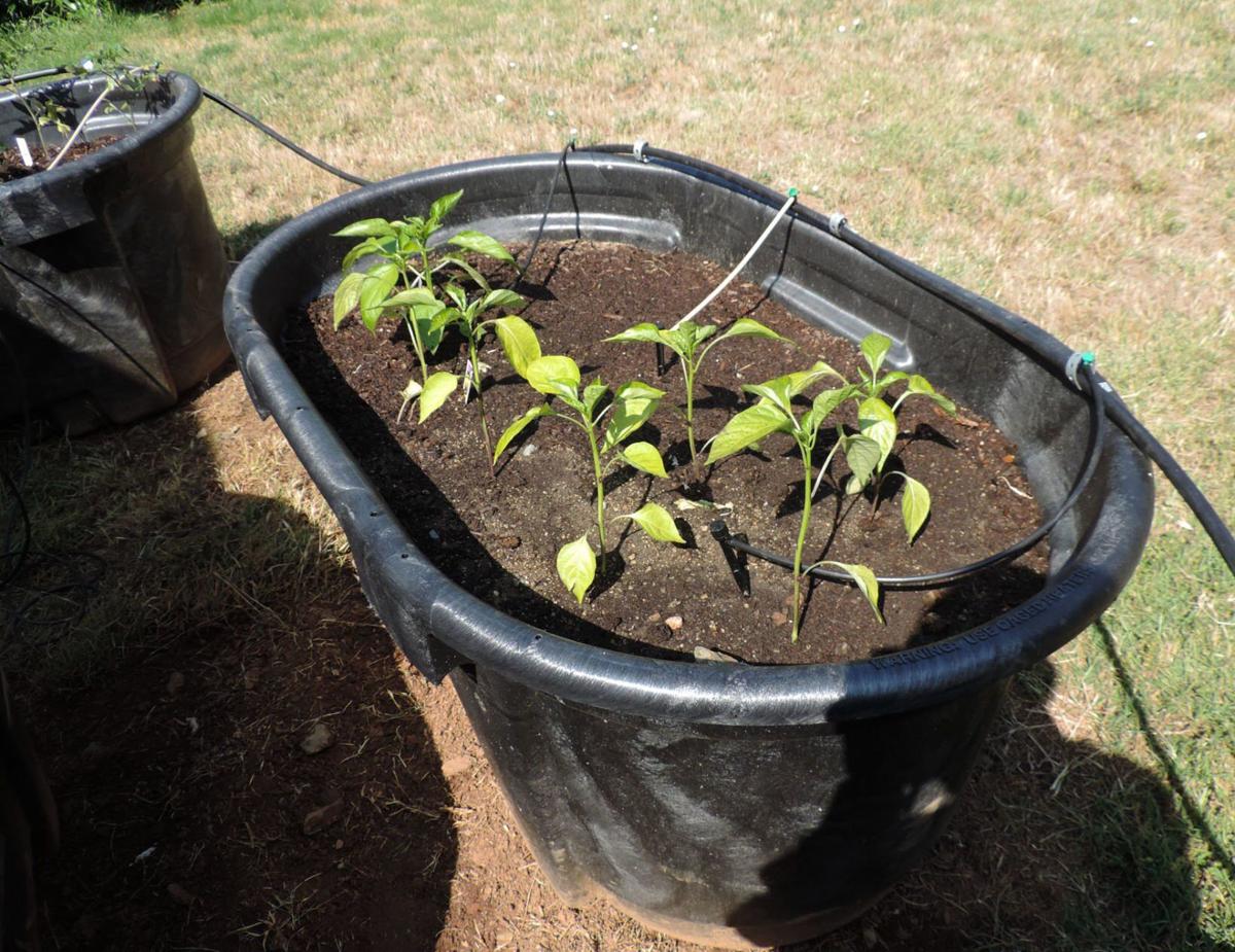 Use containers to grow veggies to save space, time, labor Food