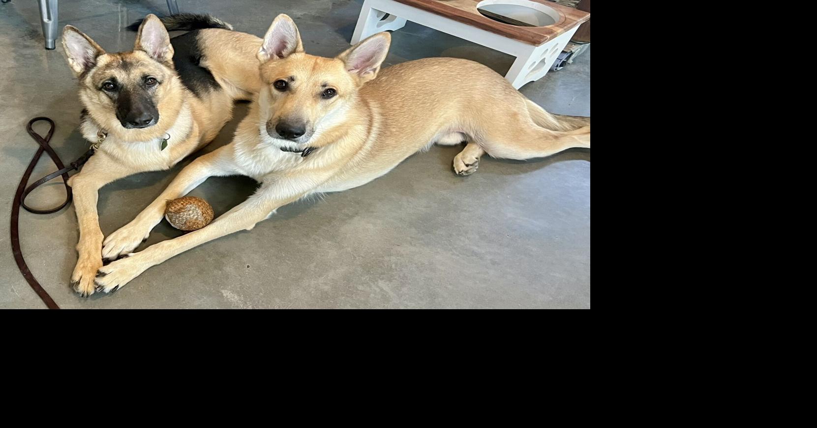 This pet health business creates new, high-paying jobs with a $7M facility in Shreveport