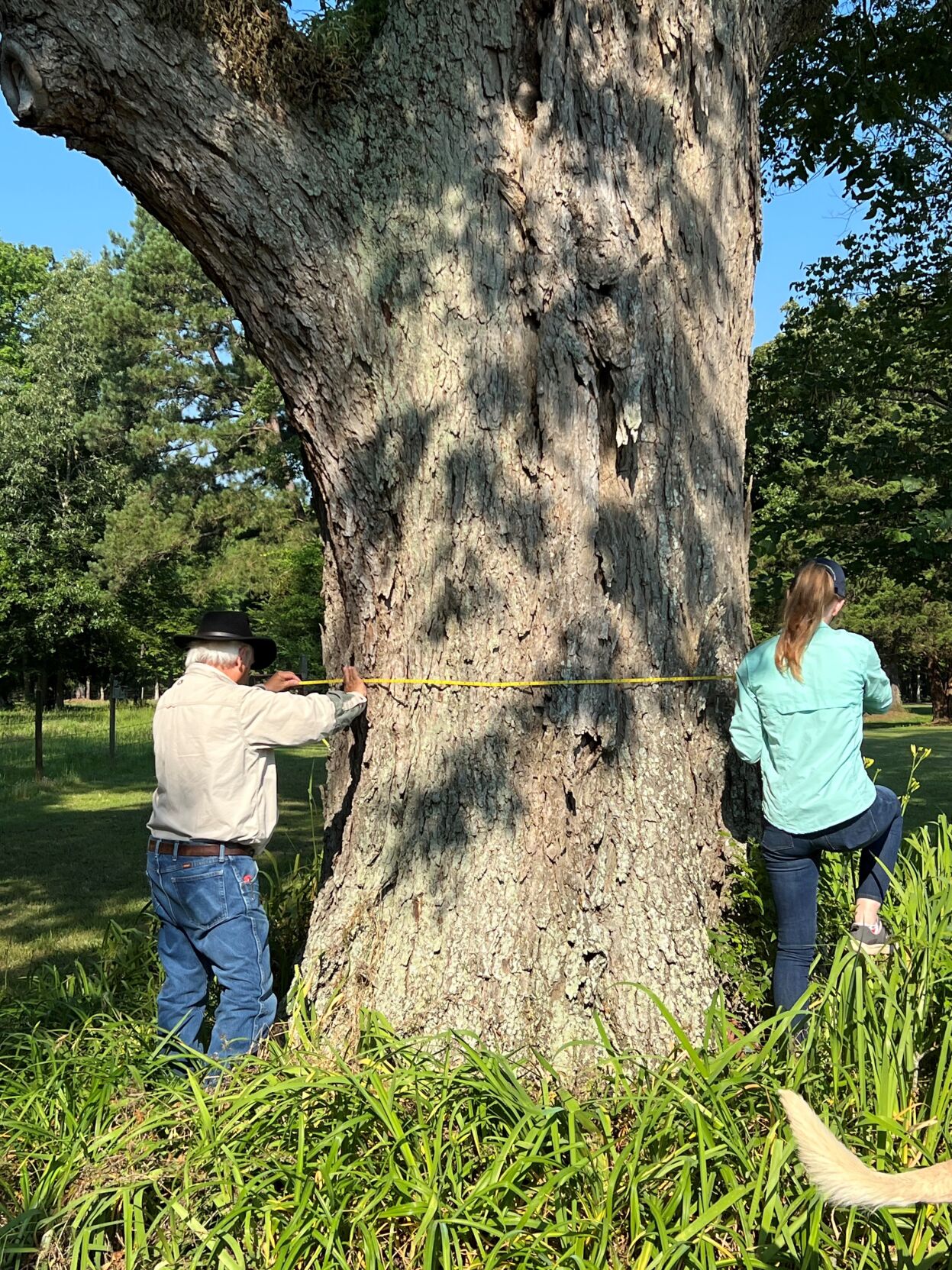Keatchie pecan tree earns Louisiana championship title Food