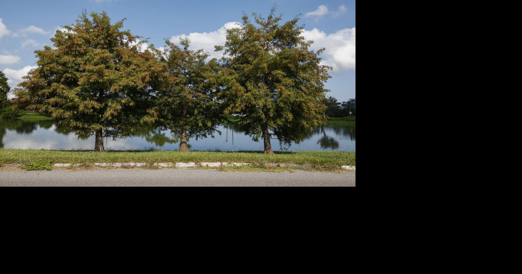 With Arbor Day coming up, it's time to plant trees. Here's how to choose the right one.