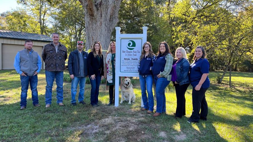 Keatchie pecan tree earns Louisiana championship title Food