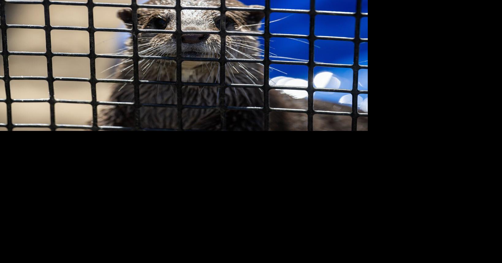 Troubled Louisiana zoo seeks fresh start under new owners, ending controversial animal encounters