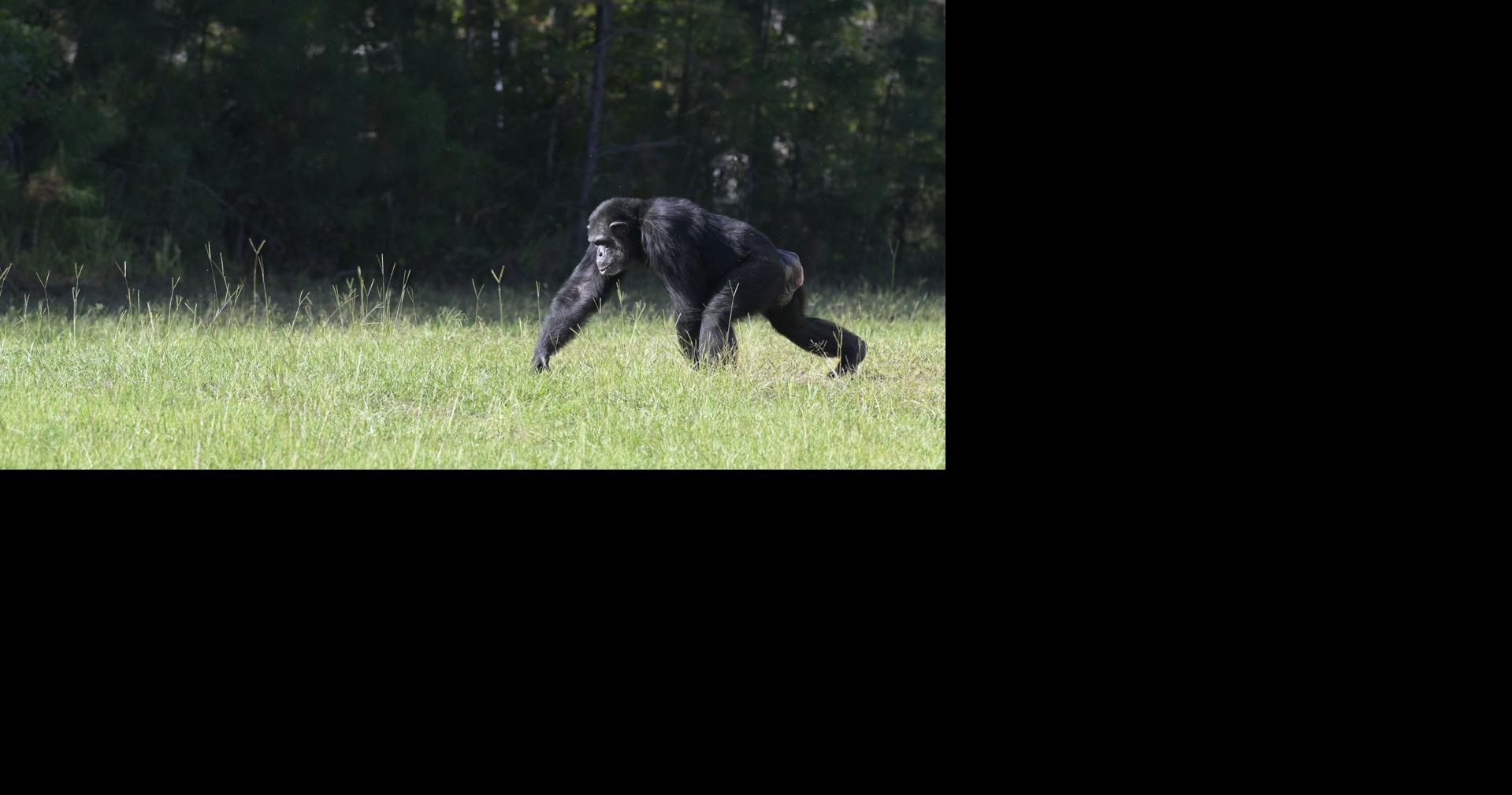 Chimp Haven chimpanzees choose Sweet Sixteen winners | Food ...