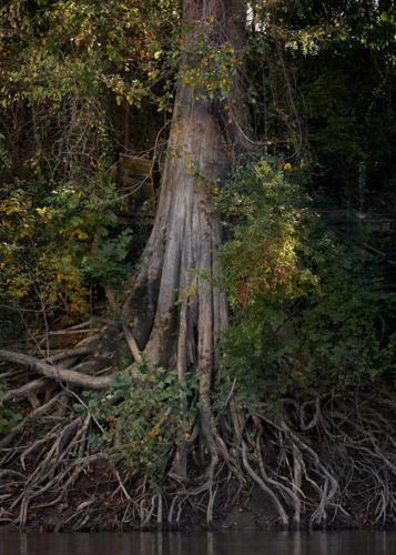 Deep Baltimore Roots Roots are at the heart of a plant's overall health | Food ...