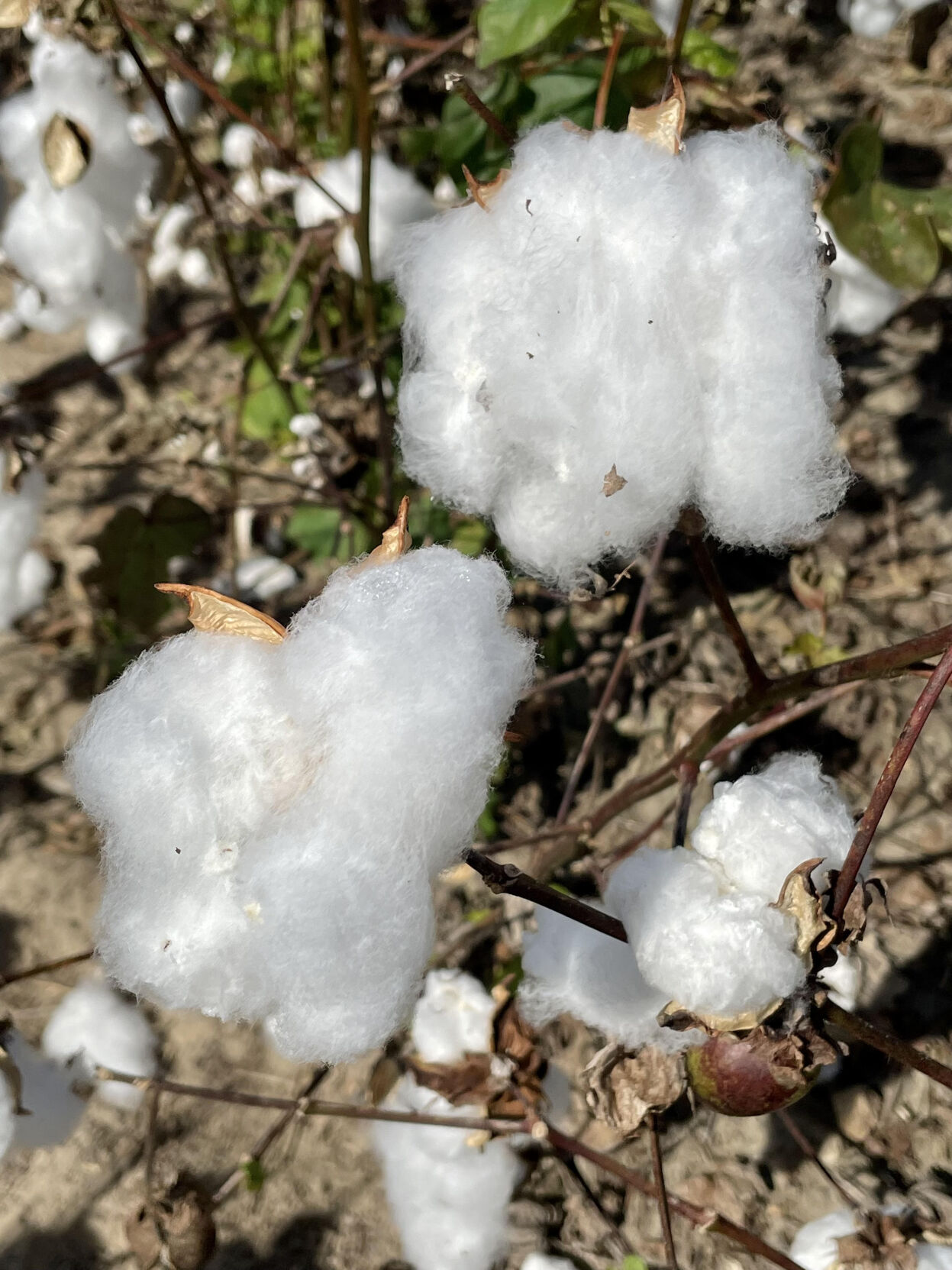 Lower prices cause Louisiana farmers to plant less cotton | News ...