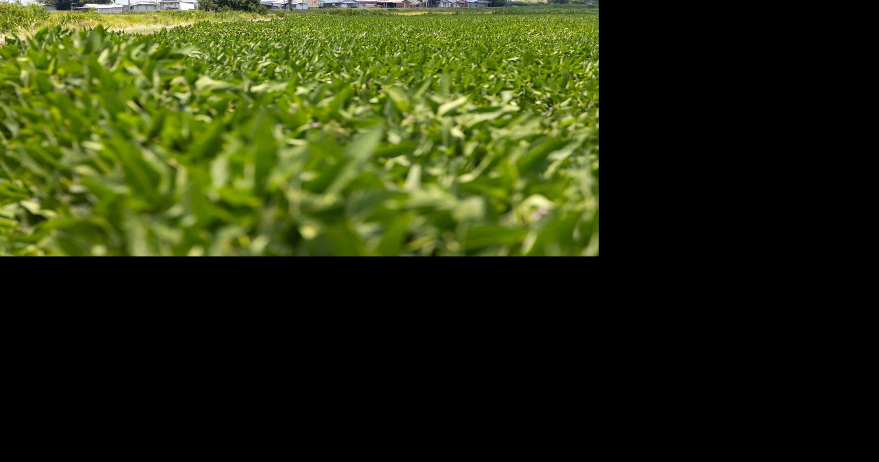 Louisiana Farm Bureau Federation offers guidance, community and signs of progress as agriculture industry faces headwinds