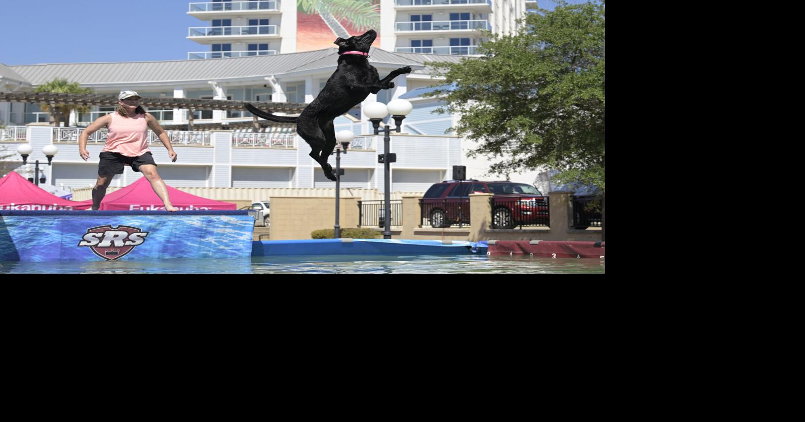 Photos Dock diving dogs make a splash in Bossier City Photos