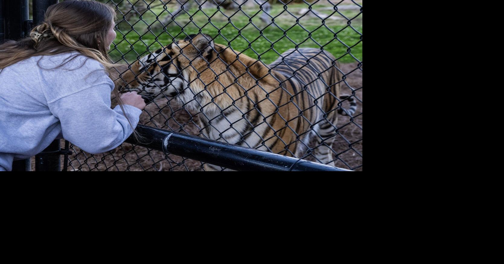 What it takes to care for LSU’s live tiger mascot